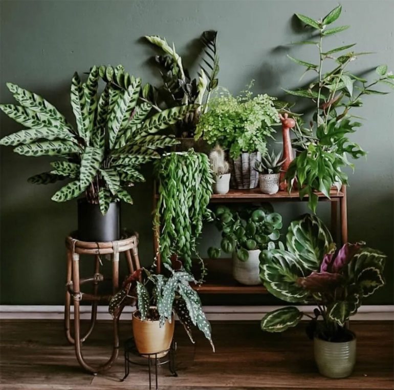 Где Можно Купить Комнатные Растения