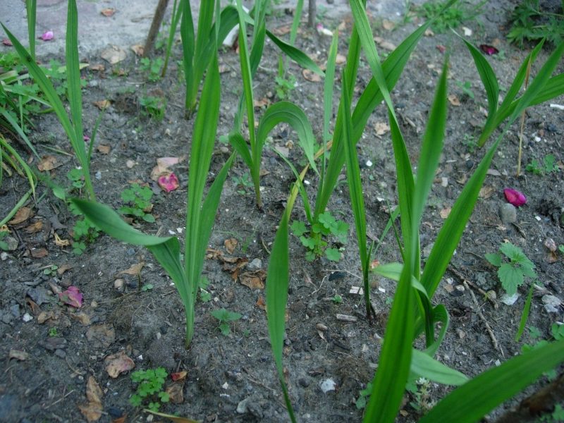 Гладиолусы посадка и уход в открытом грунте весной когда вырастут