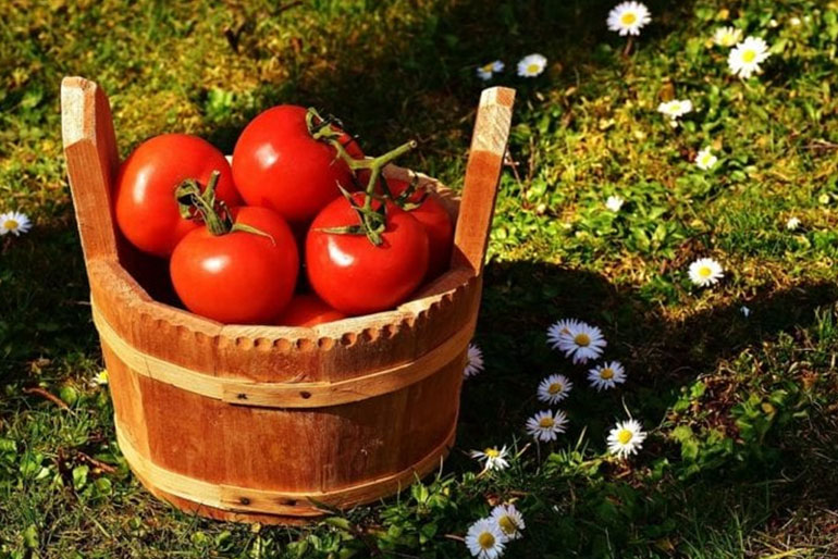 Китайский метод выращивания томатов