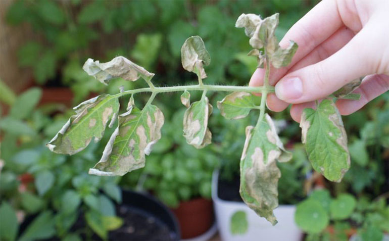 Некроз стебля рассады томатов фото и их лечение