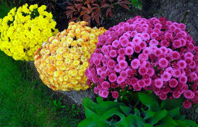 Многолетние цветы для тенистого сада название и фото