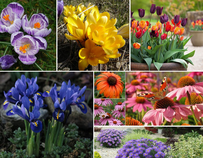 Высокие цветы многолетники: фото с названиями, для сада, цветущие все лето