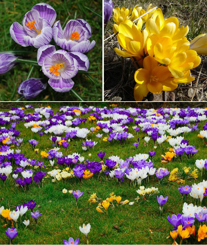 Цветы садовые многолетние фото и названия цветущие