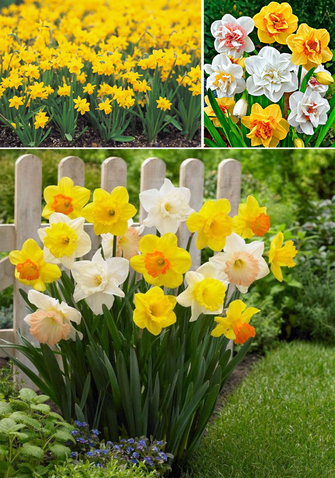 Каталог многолетних цветов для дачи: фото с названиями и описанием растений