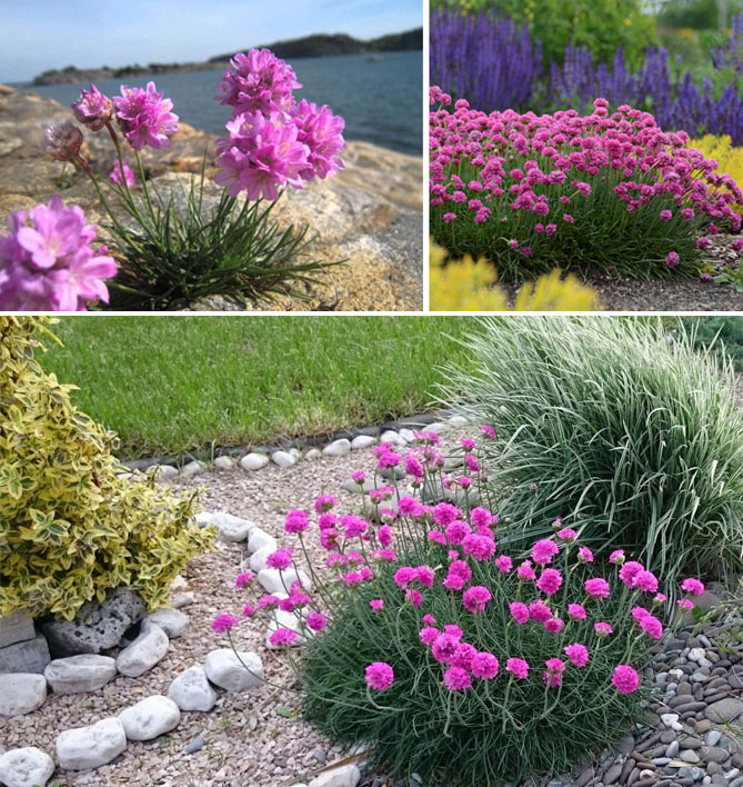 Болезни цветов садовых фото с названиями и лечение