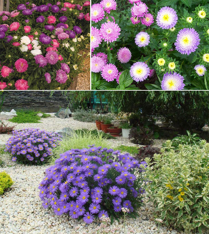 Цветы многолетники цветущие все лето фото и названия для дачи