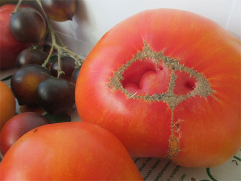 Помидоры Бычье сердце — выращивание томатов в теплице