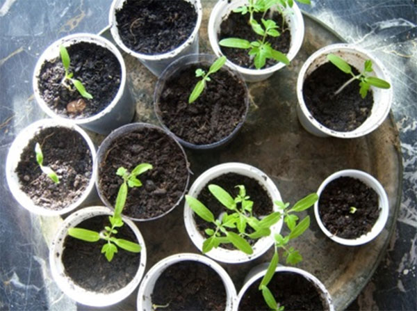 Как вырастить рассаду помидоров в городской квартире: опыт практиков и подсказки начинающим