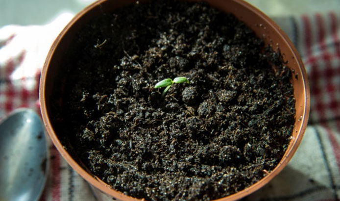 Как вырастить рассаду помидоров в городской квартире: опыт практиков и подсказки начинающим