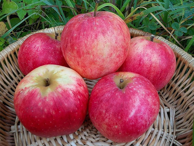 Сорт яблок Штрифель (Штрейфлинг, Осеннее полосатое)