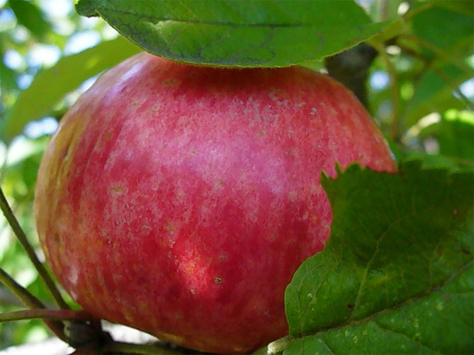 Медуница яблоня: описание, характеристика сорта, выращивание