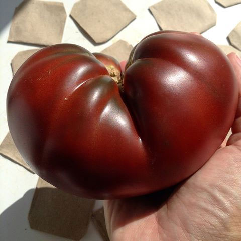 Помидоры Бычье сердце — выращивание томатов в теплице