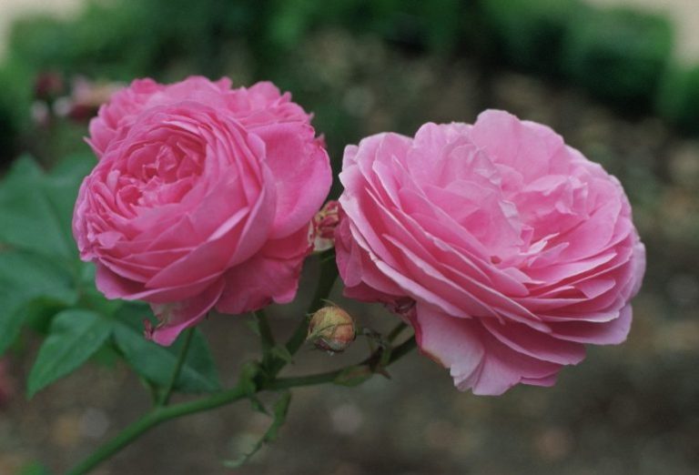 Высокорослые розы сорта фото с названиями