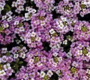 Алиссум Снежный ковер 35 фото посадка и уход выращивание цветов из семян лобулярия белого цвета на клумбе