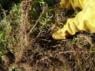 Флокс метельчатый посадка и уход, фото сортов, выращивание и размножение в открытом грунте, роль в ландшафтном дизайне
