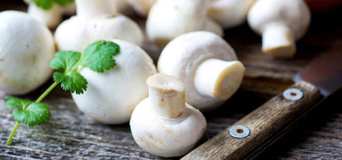 Как выращивать грибы шампиньоны домашних условиях?