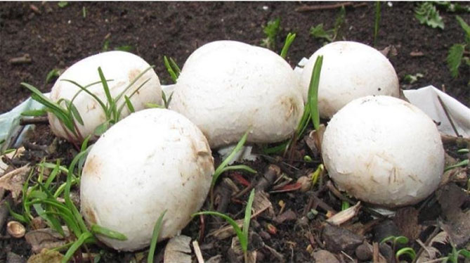Как выращивать грибы шампиньоны в домашних?
