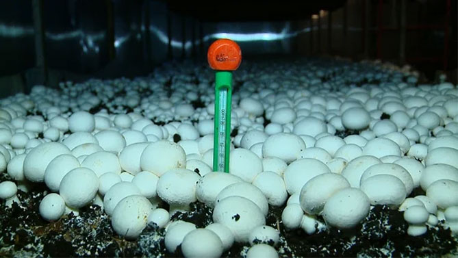 Смотреть как выращивать грибы шампиньоны в домашних условиях