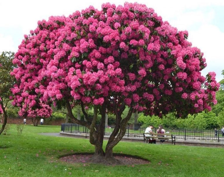 Декоративные цветущие деревья для сада фото