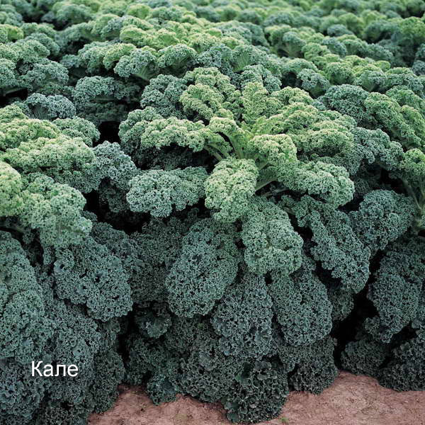 17 основных видов капуст: учимся различать капусту
