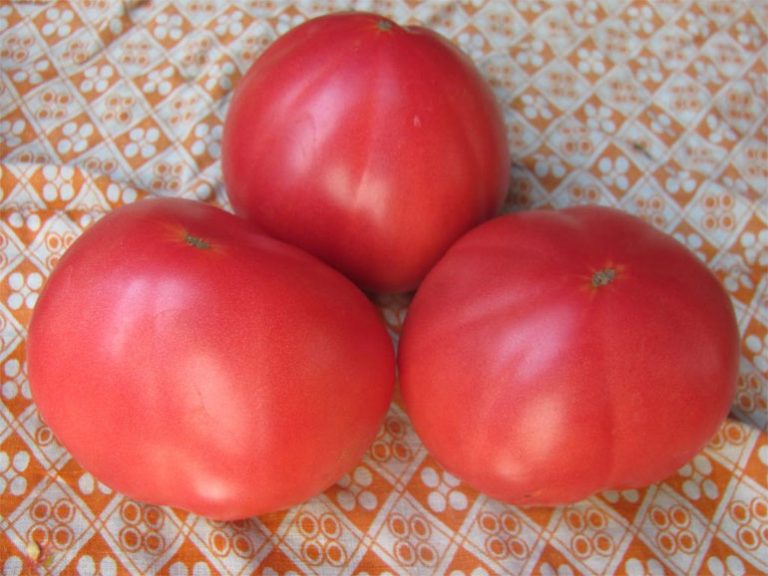 Курочка ряба томат описание сорта характеристика фото