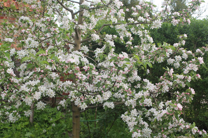 Сорт яблони Конфетное – описание и фото, отзывы садоводов