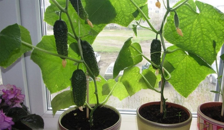 Pěstování okurek na okně je zajímavé a snadné