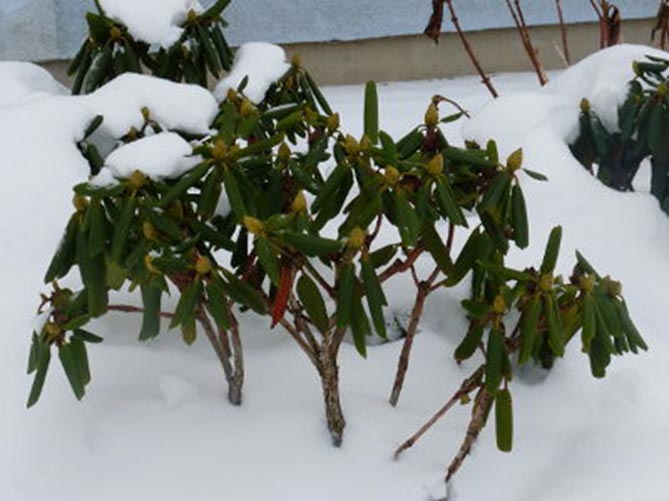 Рододендрон после зимы что делать. Рододендроны, кустарники зимой. Рододендрон куст зимой. Рододендрон зимующий цветок. Замерзший рододендрон.