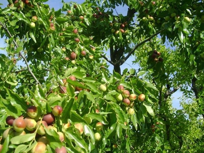 Дерево унаби (китайский финик, зизифус) – посадка, выращивание и уход, сорта