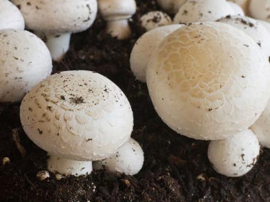 Выращивать грибы в домашних