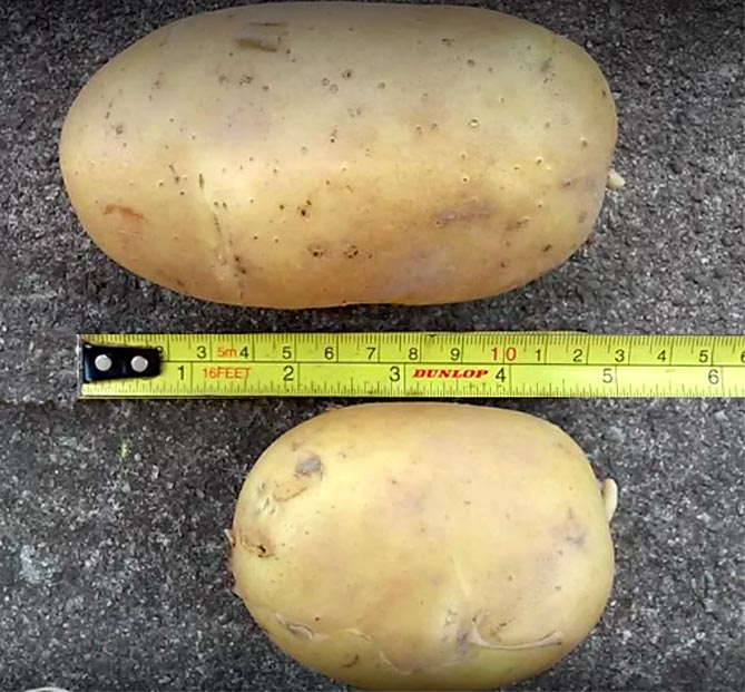 картошка размеры