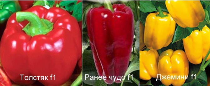 Болгарский перец — лучшие сорта для открытого грунта и теплиц с описанием характеристик