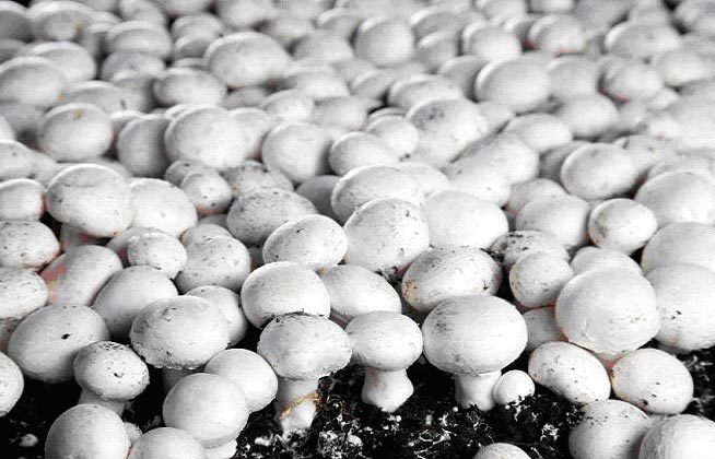 Выращиваем грибы в домашних условиях пошагово