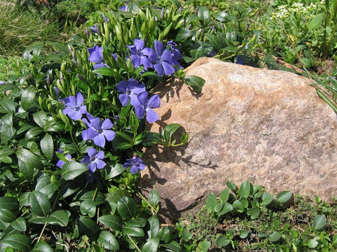 Фото цветка барвинок на клумбе и посадка барвинка в открытом грунте, выращивание и уход