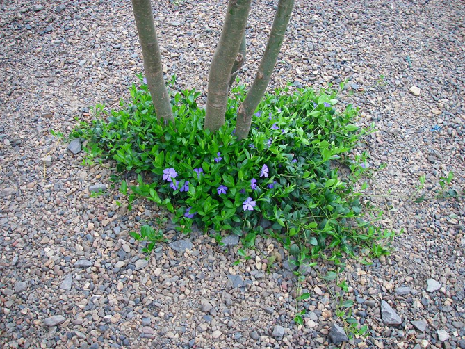 Фото цветка барвинок на клумбе и посадка барвинка в открытом грунте, выращивание и уход