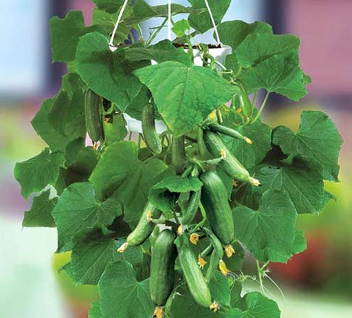 Какие семена огурцов можно выращивать на подоконнике?