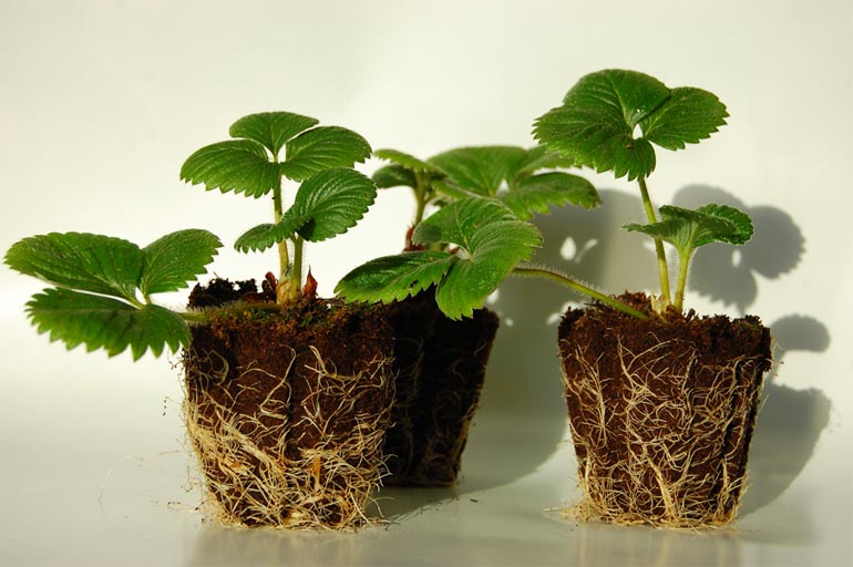Агротехника выращивания клубники из семян