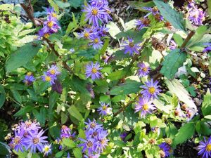 Астры – многолетние сорта, фото