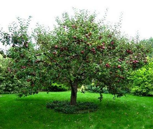 Яблоня мельба: описание сорта, фото, отзывы дачников