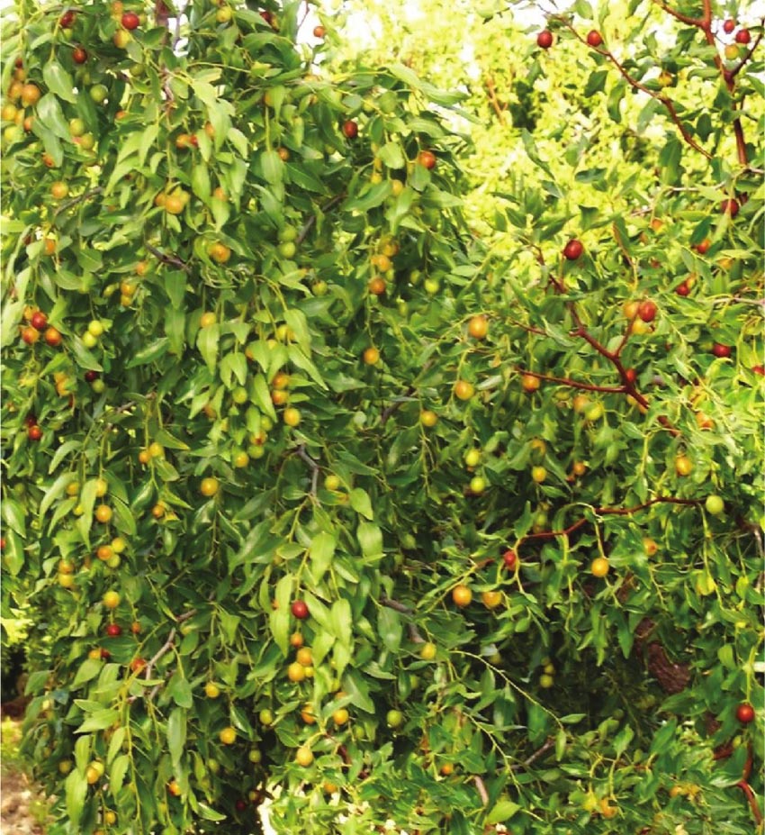 Дерево унаби (китайский финик, зизифус) – посадка, выращивание и уход, сорта