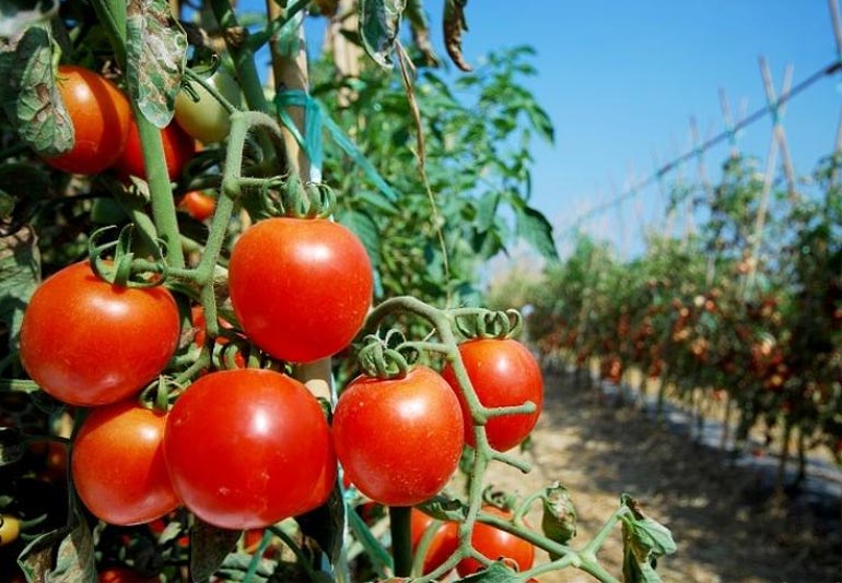 выращивание томатов в открытом грунте болезни