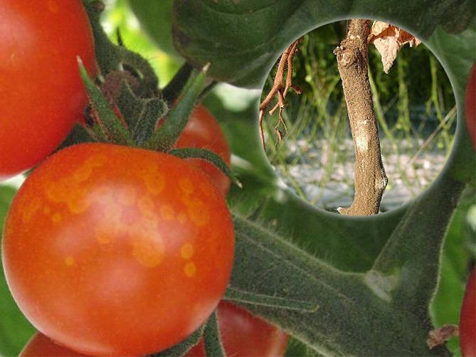 Белая гниль на томатах фото