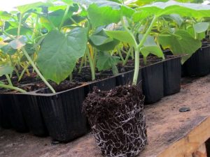 Огурцы Кураж – описание сорта, фото, отзывы