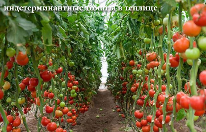 Как сажать помидоры в грунт: инструкция и советы