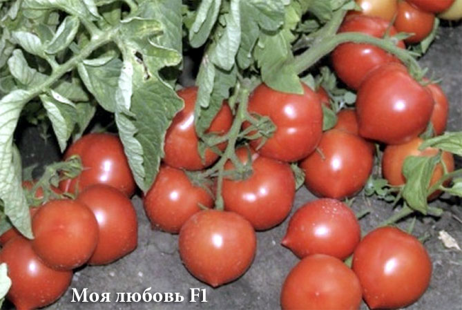 Новые сорта томатов в 2019 году: самые урожайные, для теплицы и открытого грунта