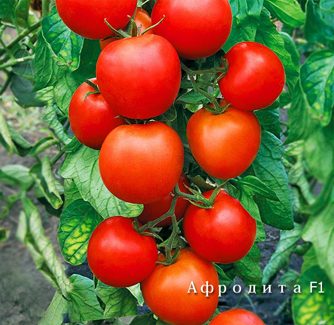 Ютуб лучшие сорта томатов: посадка и уход