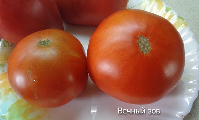 Киров лучшие сорта помидоров: посадка и уход