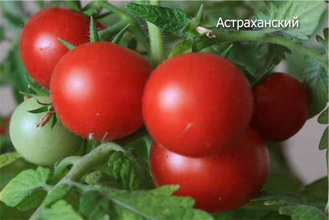 Рейтинг лучших сортов томатов: посадка и уход