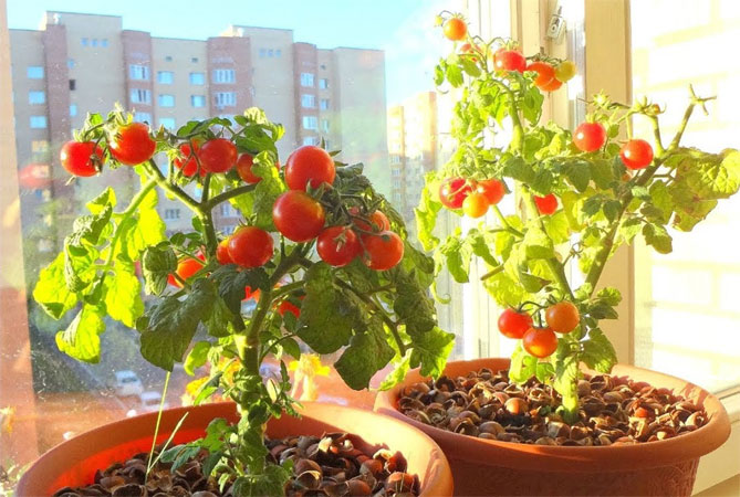 Как правильно выращивать помидоры балконное чудо?