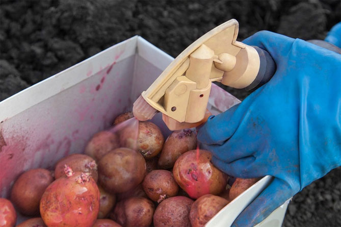Сорт картофеля Жуковский ранний: характеристика, отзывы, фото